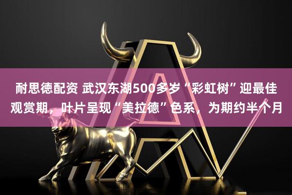 耐思徳配资 武汉东湖500多岁“彩虹树”迎最佳观赏期，叶片呈现“美拉德”色系，为期约半个月